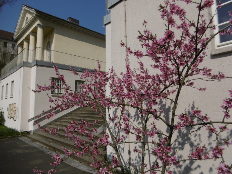 Wow, der schon 2007 gepflanzte "Guerilla"-Pfirsich beim Soziokulturzentrum Werkstatt steht in voller Blüte